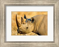 Black Rhinoceros at Halali Resort, Namibia Fine Art Print