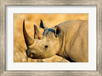 Black Rhinoceros at Halali Resort, Namibia Fine Art Print