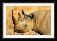 Black Rhinoceros at Halali Resort, Namibia Fine Art Print