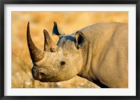 Black Rhinoceros at Halali Resort, Namibia Fine Art Print