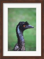 Emu Portrait, Australia Fine Art Print