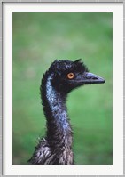 Emu Portrait, Australia Fine Art Print