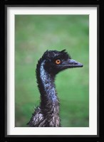 Emu Portrait, Australia Fine Art Print