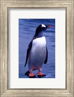 Gentoo Penguin, Antarctica Fine Art Print