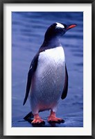 Gentoo Penguin, Antarctica Fine Art Print