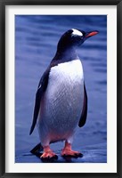 Gentoo Penguin, Antarctica Fine Art Print