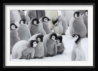 Emperor Penguins on ice, Snow Hill Island, Antarctica Fine Art Print
