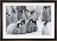 Emperor Penguins on ice, Snow Hill Island, Antarctica Fine Art Print