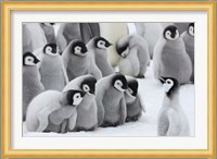 Emperor Penguins on ice, Snow Hill Island, Antarctica Fine Art Print