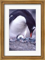 Gentoo Penguin on Nest, Antarctica Fine Art Print