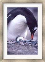 Gentoo Penguin on Nest, Antarctica Fine Art Print