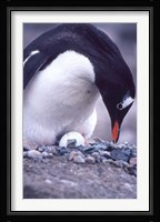 Gentoo Penguin on Nest, Antarctica Fine Art Print