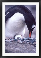 Gentoo Penguin on Nest, Antarctica Fine Art Print