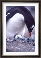 Gentoo Penguin on Nest, Antarctica Fine Art Print