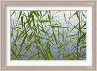 Bamboo Growing Waterside, China Fine Art Print