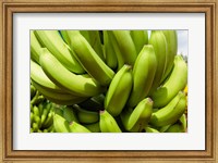 Africa, Cameroon, Tiko. Bunches of bananas at banana plantation. Fine Art Print