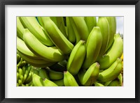 Africa, Cameroon, Tiko. Bunches of bananas at banana plantation. Fine Art Print