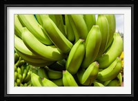 Africa, Cameroon, Tiko. Bunches of bananas at banana plantation. Fine Art Print