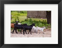 Africa, Mozambique, Ibo Island, Quirimbas NP. Goats running down path. Fine Art Print