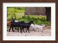 Africa, Mozambique, Ibo Island, Quirimbas NP. Goats running down path. Fine Art Print