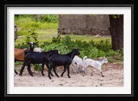 Africa, Mozambique, Ibo Island, Quirimbas NP. Goats running down path. Fine Art Print