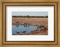 Africa, Namibia, Etosha. Black Faced Impala in Etosha NP. Fine Art Print