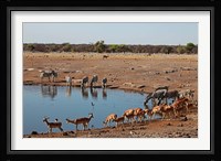 Africa, Namibia, Etosha. Black Faced Impala in Etosha NP. Fine Art Print