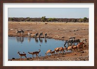 Africa, Namibia, Etosha. Black Faced Impala in Etosha NP. Fine Art Print