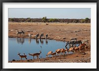 Africa, Namibia, Etosha. Black Faced Impala in Etosha NP. Fine Art Print