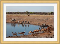 Africa, Namibia, Etosha. Black Faced Impala in Etosha NP. Fine Art Print