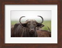 African Buffalo wildlife, Uganda Fine Art Print