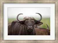 African Buffalo wildlife, Uganda Fine Art Print