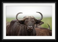 African Buffalo wildlife, Uganda Fine Art Print