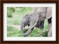 African bush elephant calf eating in Maasai Mara, Kenya Fine Art Print