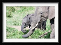 African bush elephant calf eating in Maasai Mara, Kenya Fine Art Print