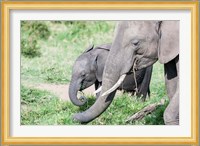 African bush elephant calf eating in Maasai Mara, Kenya Fine Art Print