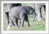 African bush elephant calf in Amboseli National Park, Kenya Fine Art Print