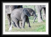 African bush elephant calf in Amboseli National Park, Kenya Fine Art Print