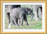 African bush elephant calf in Amboseli National Park, Kenya Fine Art Print