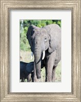 African bush elephant, Maasai Mara, Kenya Fine Art Print