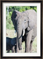 African bush elephant, Maasai Mara, Kenya Fine Art Print