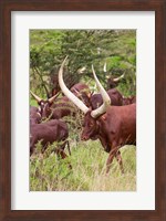 Close Up of Ankole-Watusi cattle, Mbarara, Ankole, Uganda Fine Art Print