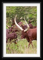 Close Up of Ankole-Watusi cattle, Mbarara, Ankole, Uganda Fine Art Print