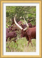 Close Up of Ankole-Watusi cattle, Mbarara, Ankole, Uganda Fine Art Print