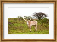 White Ankole-Watusi cattle. Mbarara, Ankole, Uganda. Fine Art Print