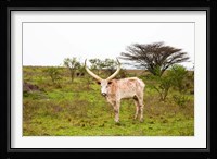 White Ankole-Watusi cattle. Mbarara, Ankole, Uganda. Fine Art Print