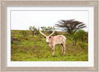 White Ankole-Watusi cattle. Mbarara, Ankole, Uganda. Fine Art Print