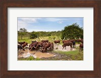 Ankole-Watusi cattle. Uganda Fine Art Print