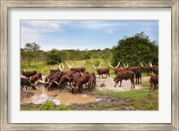Ankole-Watusi cattle. Uganda Fine Art Print