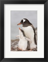 Antarctica, Aitcho Island. Gentoo penguin chick Fine Art Print